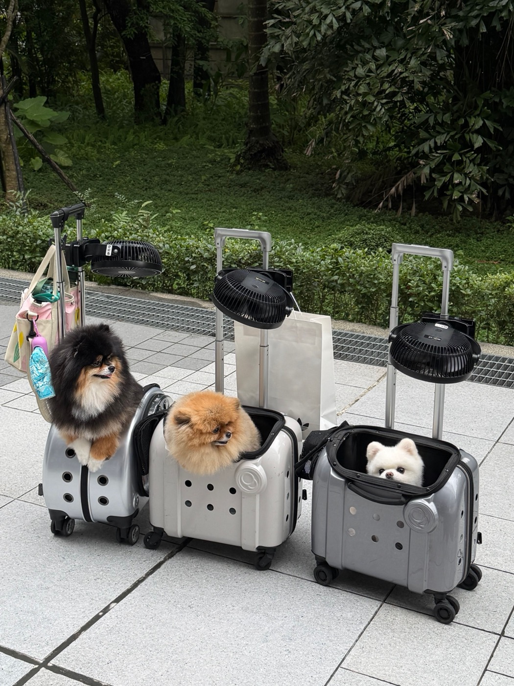 宠物航空箱